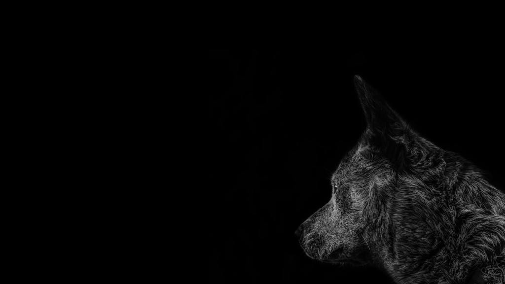 Dark Wolf