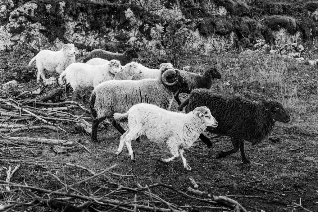 The Black Sheep