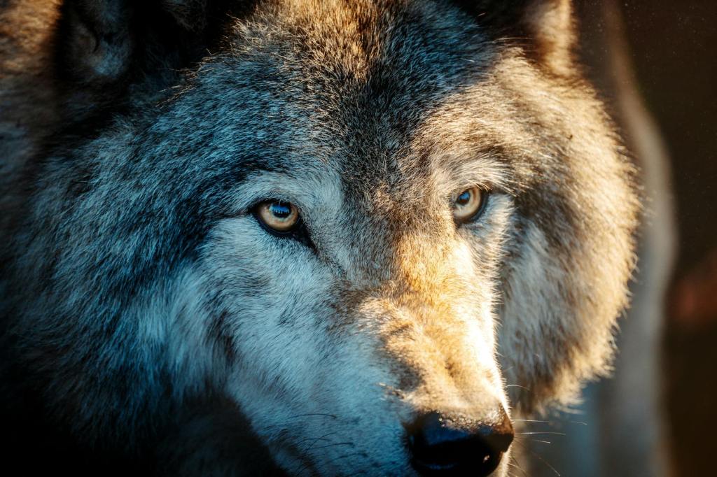 Wolves of Wrath