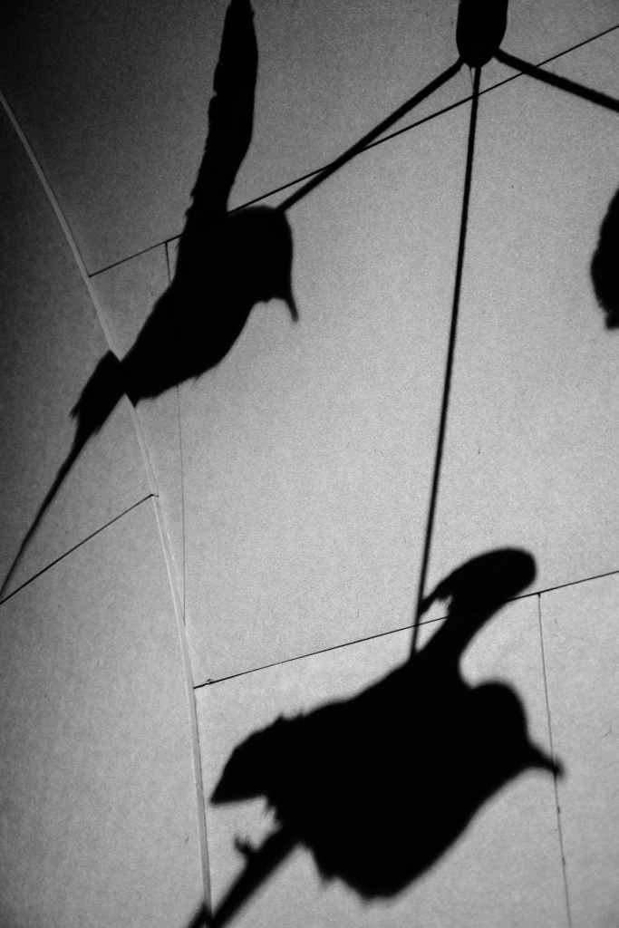 Shadow Birds