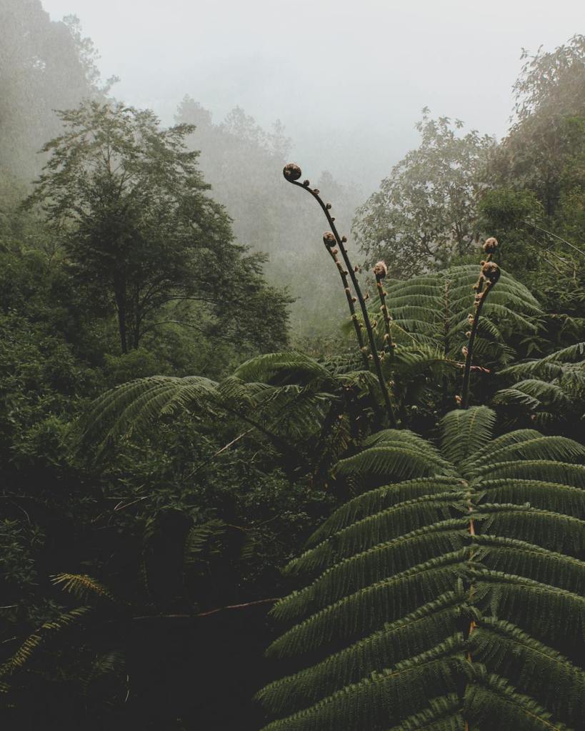 The Steadfast Fern