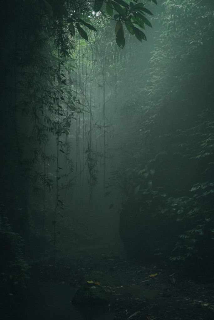 Wicked Branches