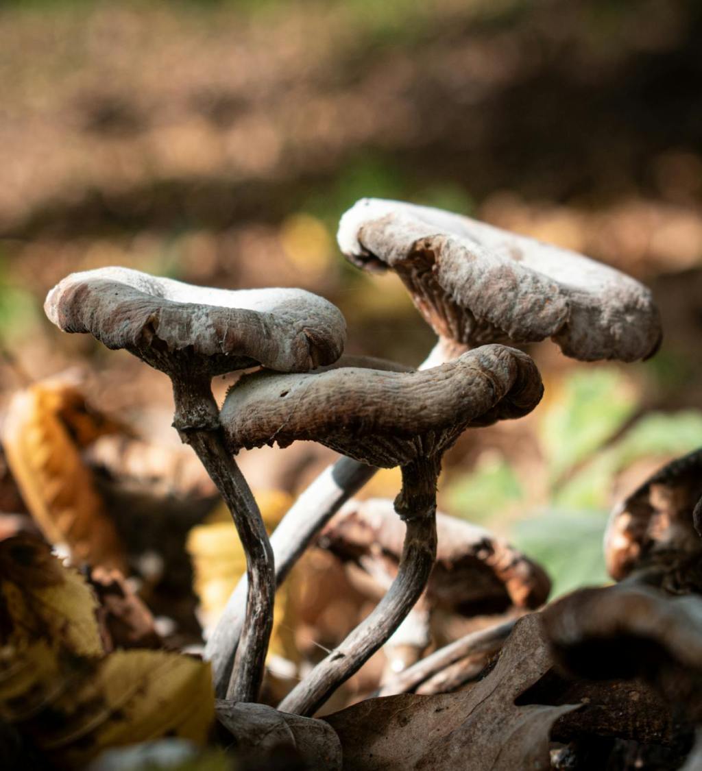 Fungus