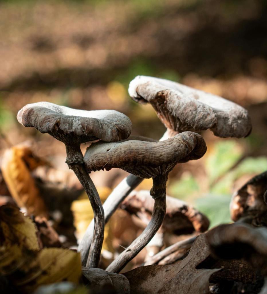 Fungus