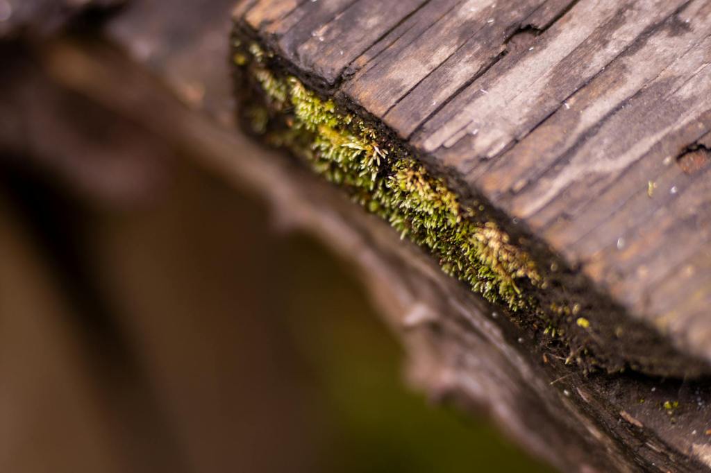 Rotten Remnants