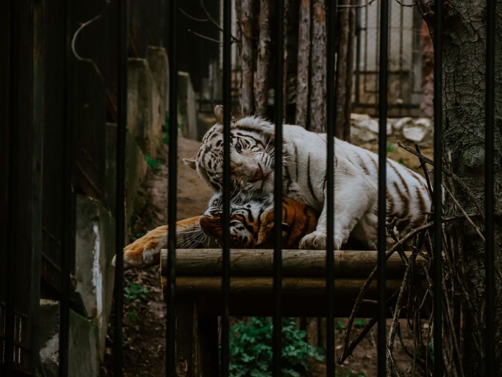I am not a Zoo&nbsp;Animal